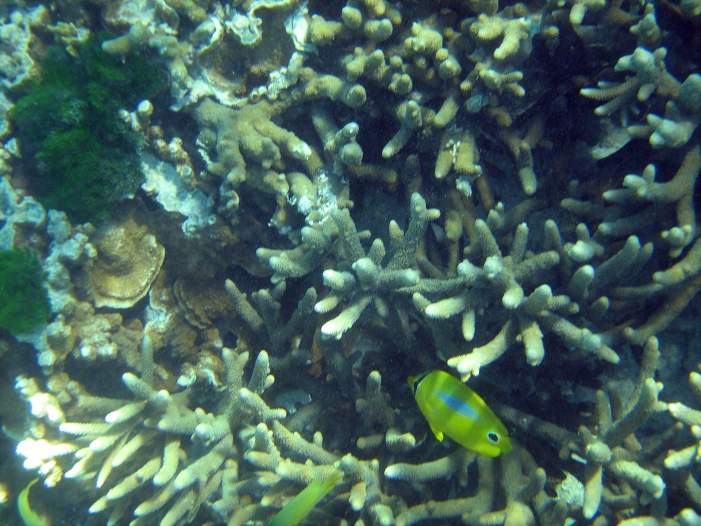Reef & Marine Life
